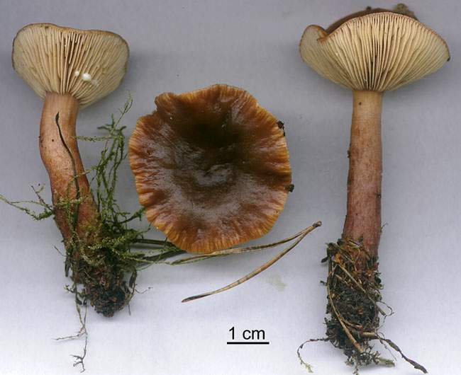 Lactarius hepaticus